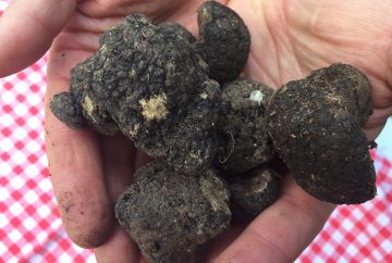 truffle hunting in abruzzo
