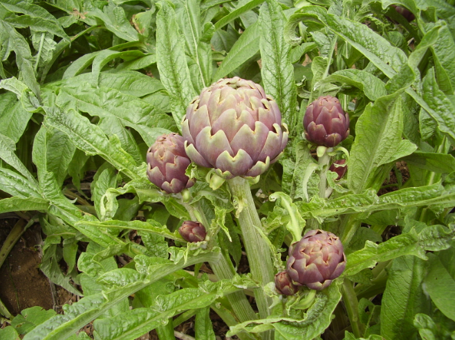 artichokes from abruzzo